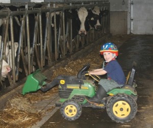Aaron uses his pedal tractor to push the feed closer for the heifers. 