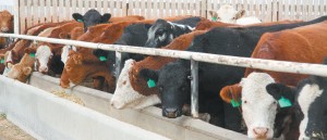 Beef cattle feedlot in western Canada